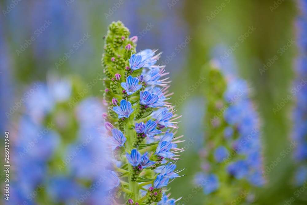 Flora of Gran Canaria - Echium callithyrsum Flora of Gran Canaria - Echium callithyrsum
