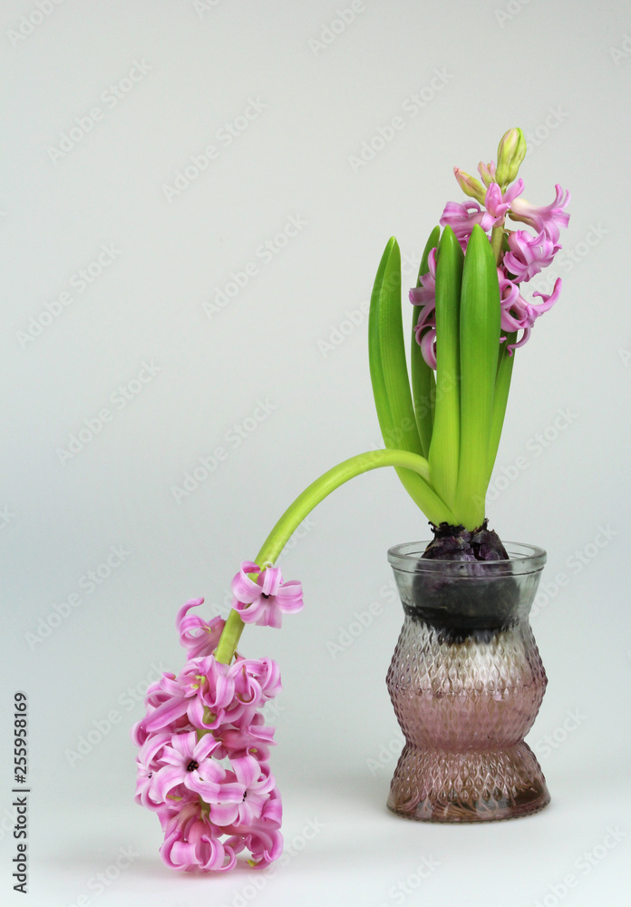 pink hyacinth flower drooping left forward from bulb in glass vase as  impotence failure or shame metaphor foto de Stock | Adobe Stock
