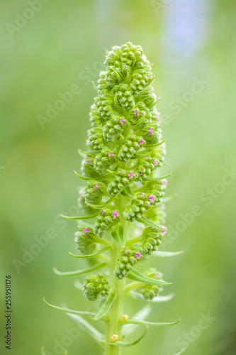 Flora of Gran Canaria - Echium callithyrsum