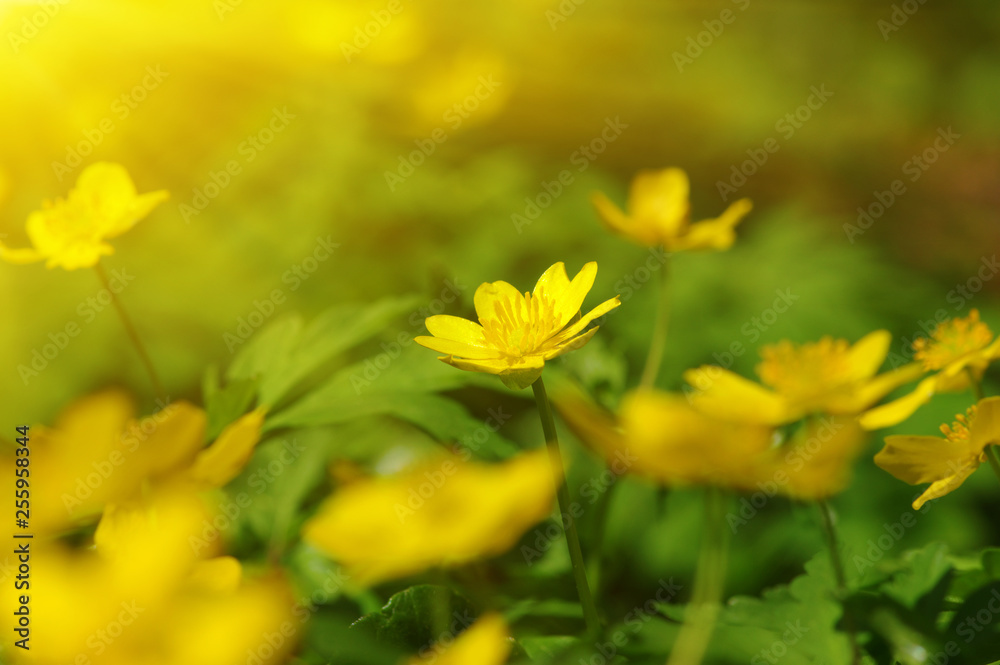 Obraz premium field of spring flowers