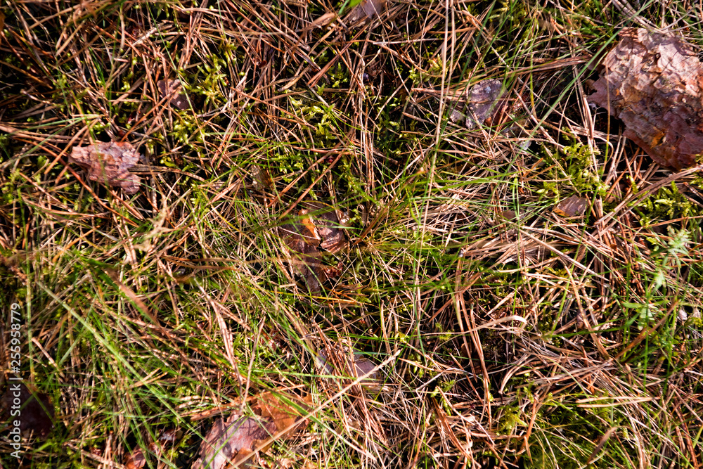 Natural grass growing among rotting leaves Natural grass growing among rotting leaves