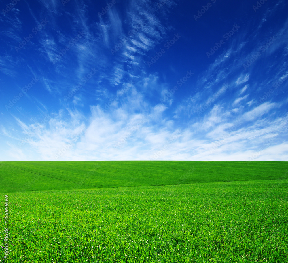 Field and blue sky with white clouds