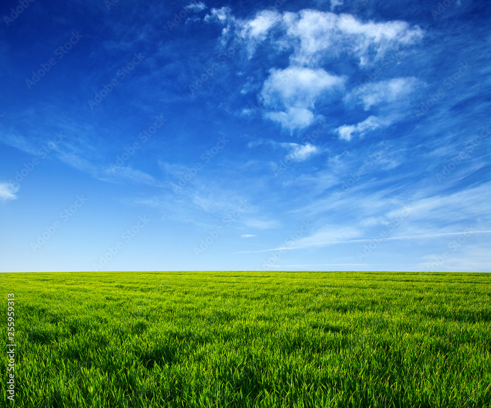 green field and blue sky