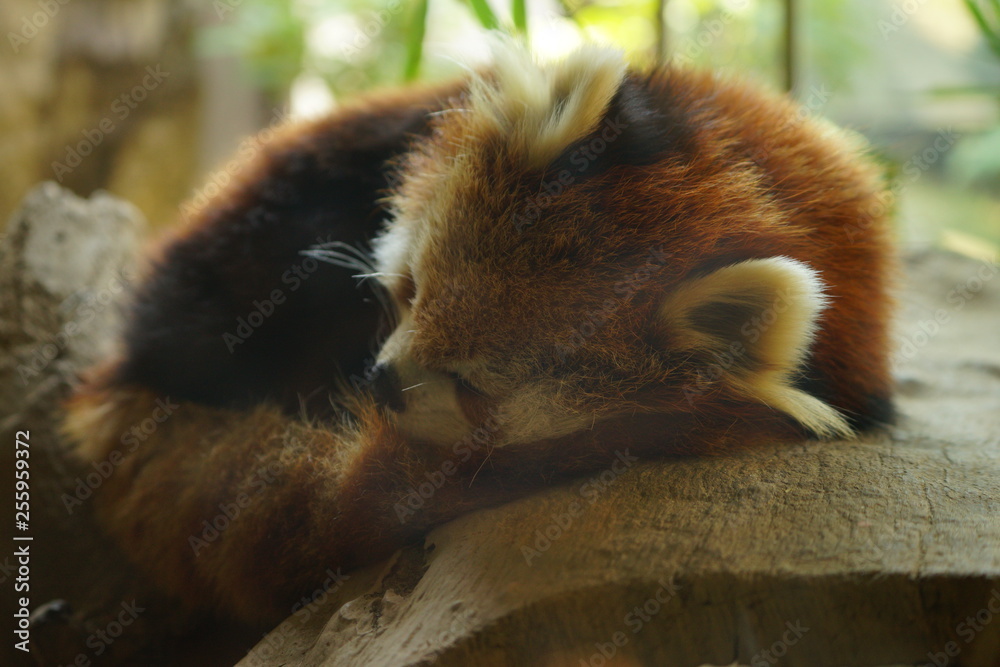 Obraz premium レッサーパンダ