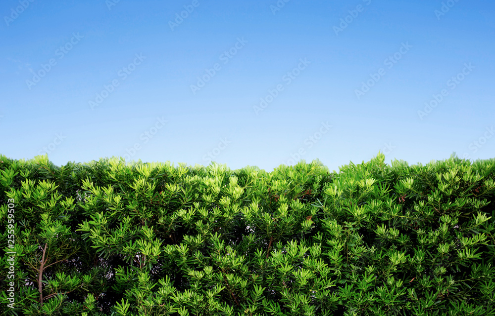 Green bush white blue sky.