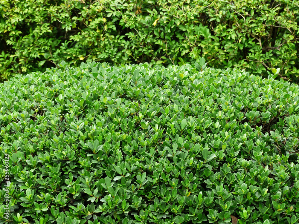 Shrubs in the garden