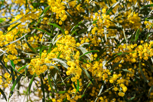 Willow blooms with yellow flowers in spring.