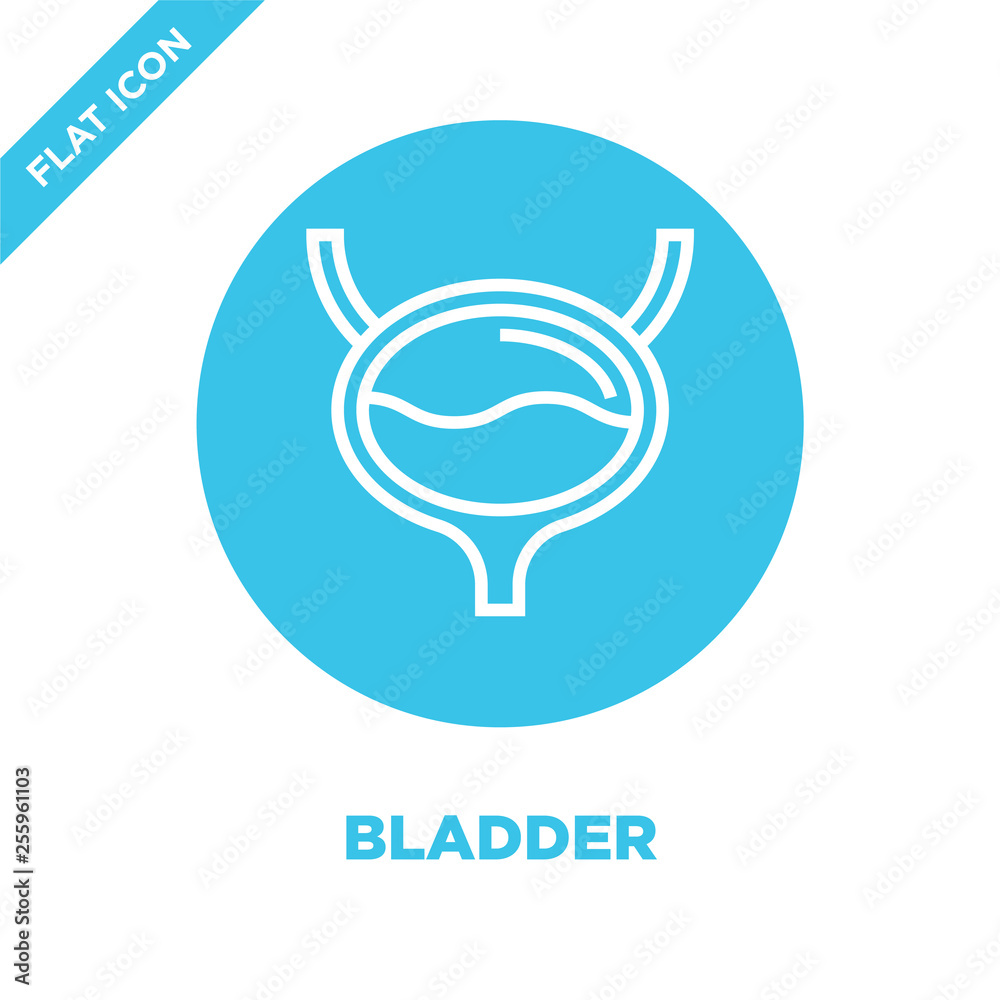 Bladder Icon Vector Vetor do Stock: bladder icon vector from human organs collection. Thin ...