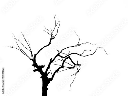 Dead tree isolated on white background