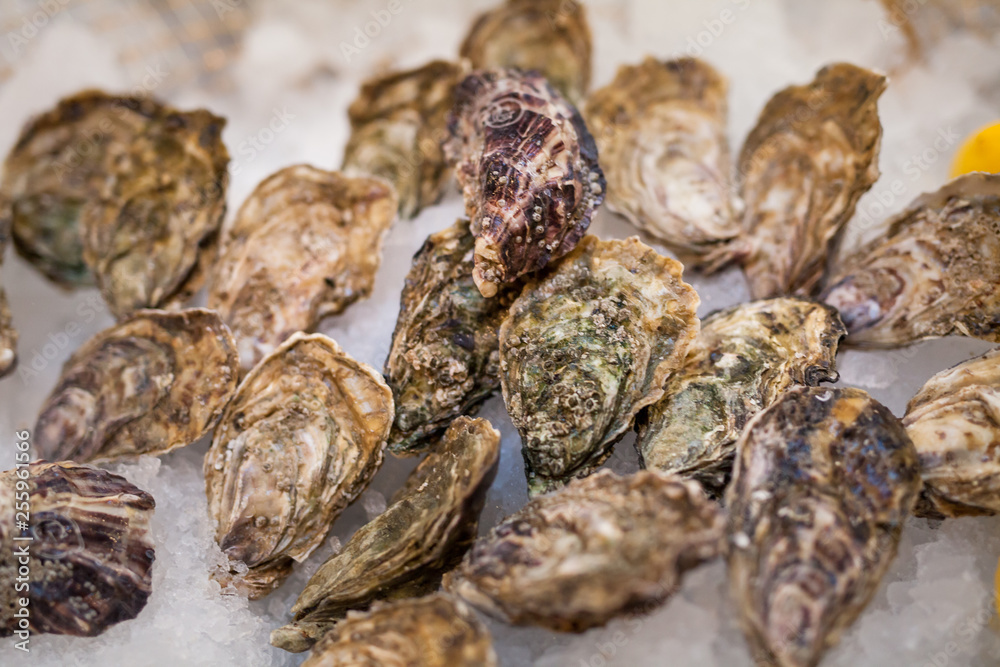 fresh fish and oysters in the restaurant. fresh fish and oysters in the restaurant.