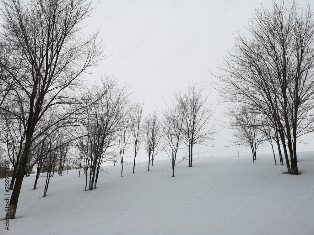 Obraz premium Winter landscape. Trees in the snow in a clearing on a cold day.