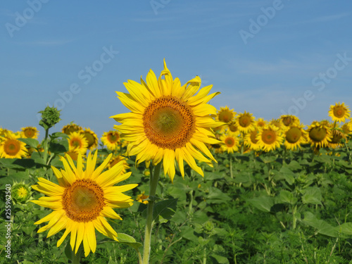 Sunflowers field and clear blue sky. Picturesque rural landscape, concept for production of sunflower oil
