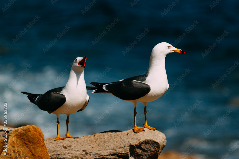 Obraz premium seagull on the beach