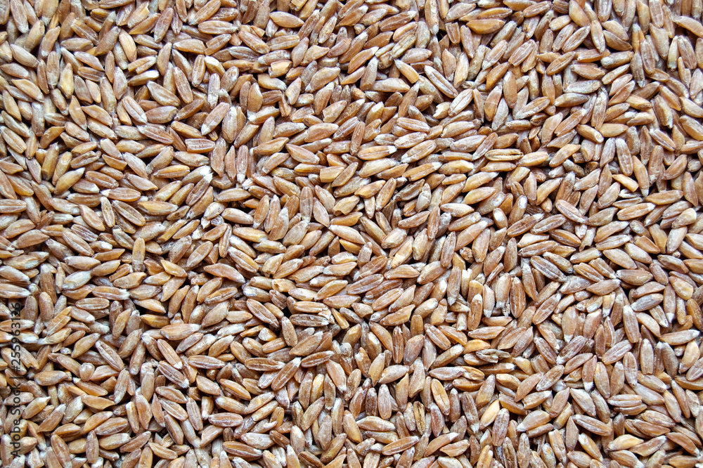 Wild wheat groats (lat. Triticum dicoccum), top view, close-up. Healthy, natural food. Wild wheat groats (lat. Triticum dicoccum), top view, close-up. Healthy, natural food.