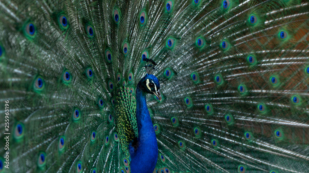 Obraz premium peacock with feathers out