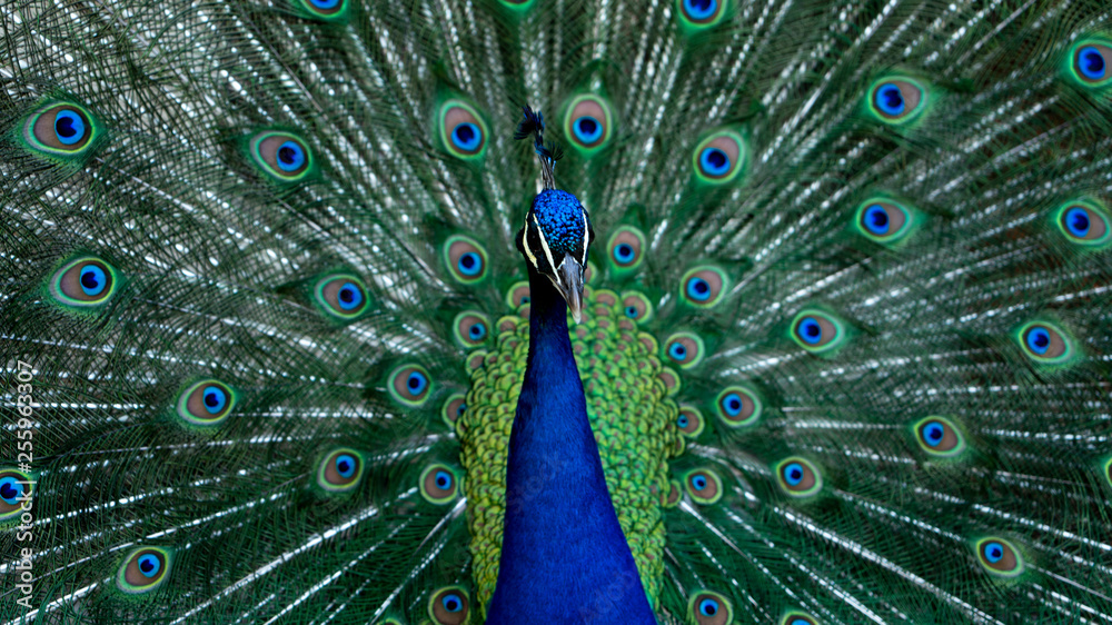 Obraz premium peacock with feathers out