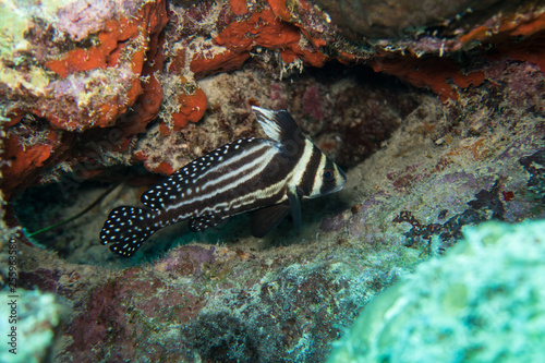 An exotic spotted drum fish swimming on the intact coral reef in the underwater diving national park of the tropical island bonaire