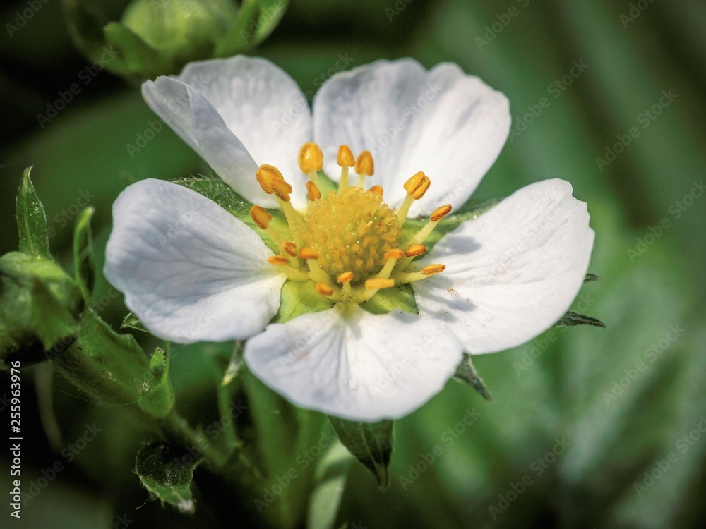 white flower of a strawberry