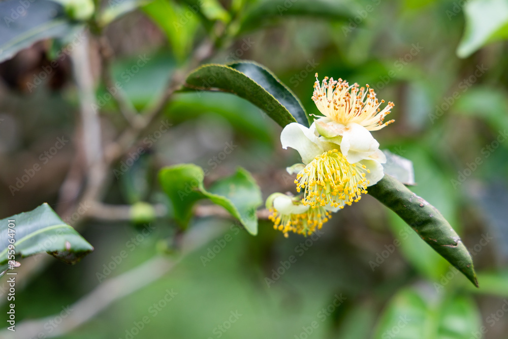 Fototapeta premium Closeup on flower bloom from tea tree in plantation