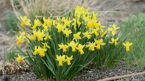 Narcissus cyclamineus 'Jetfire' - Alpenveilchen-Narzisse photo