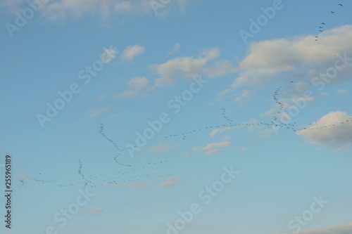 A view of a few flocks of birds flying in V-formation and migrating to the south photo