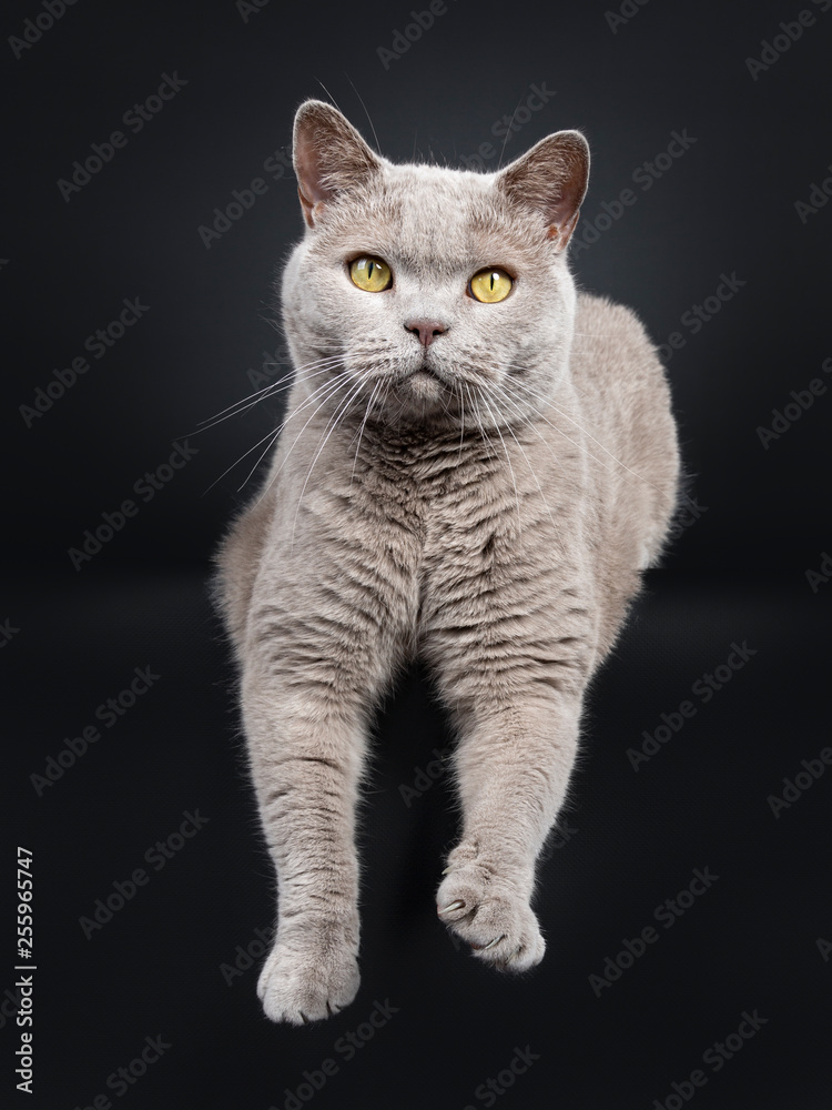 Adult solid lilac British Shorthair cat laying down with paws hanging down over edge, looking at lens with yellow eyes. Isolated on black background.