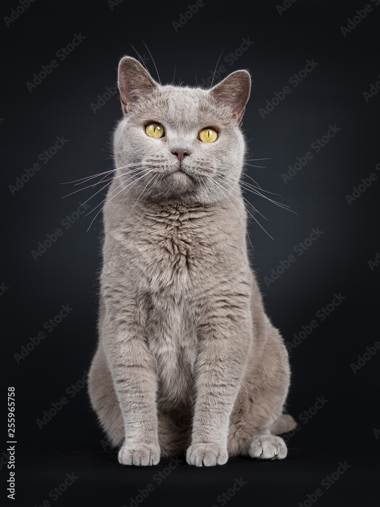 Adult solid lilac British Shorthair cat sitting up facing front, looking  above lens with yellow eyes. Isolated on black background.