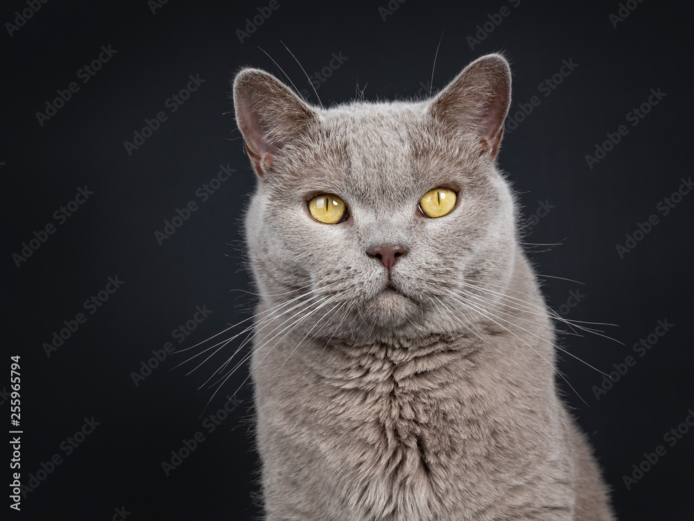 Head shot of adult solid lilac British Shorthair cat sitting, looking very serious at lens with yellow eyes. Isolated on black background.