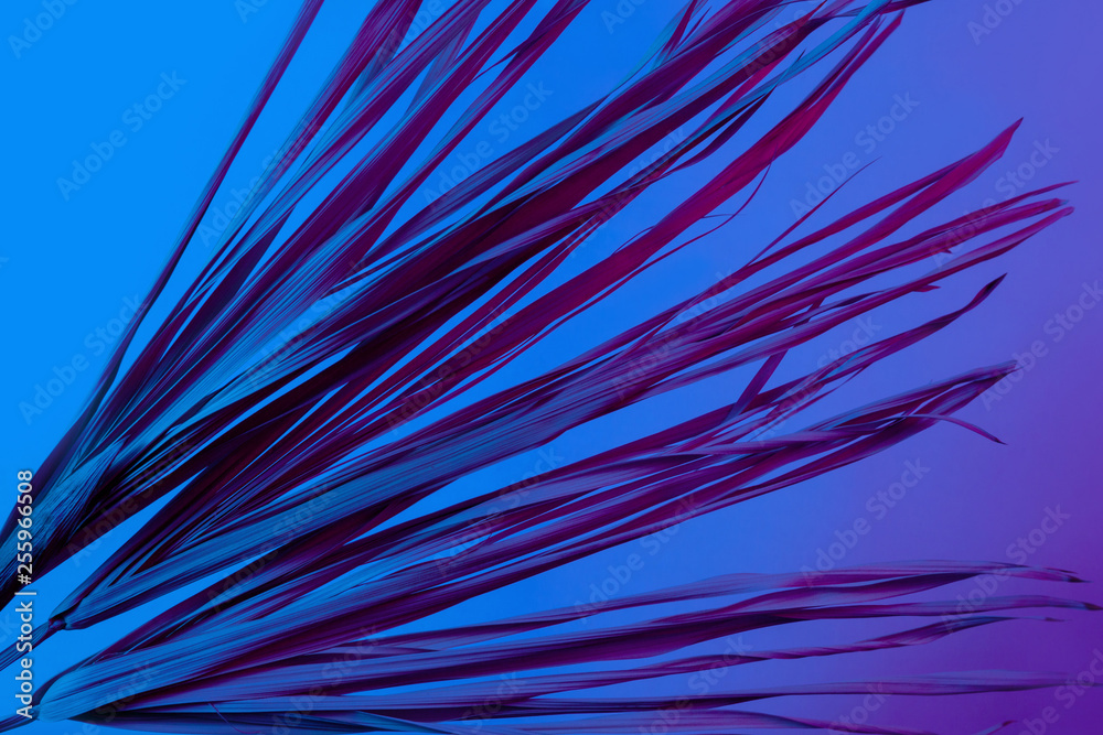 Tropical branch dry pink blue purple red leaves background coral abstract palm grass weed grassy plastic ultra violet Tropical branch dry pink blue purple red leaves background coral abstract palm grass weed grassy plastic ultra violet