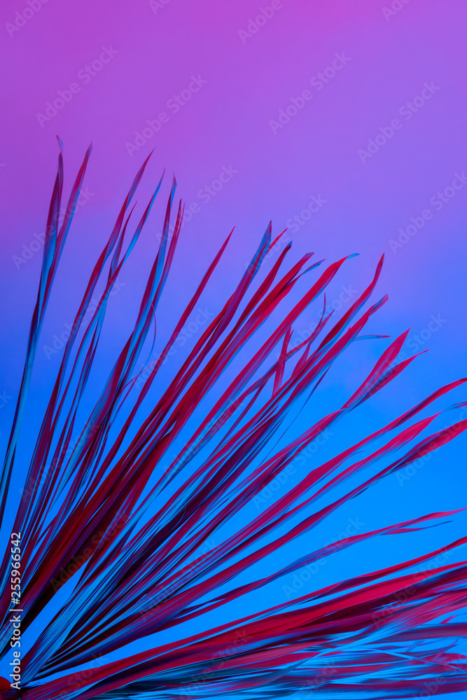 Obraz premium Tropical branch dry pink blue purple red leaves background coral abstract palm grass weed grassy plastic ultra violet