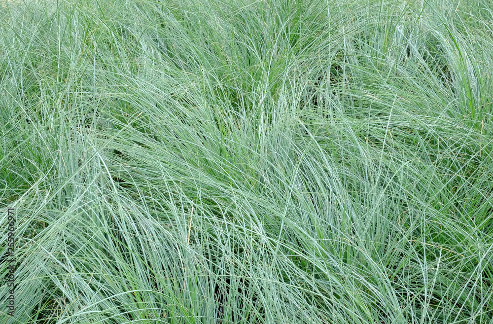 grass with water drop grass with water drop