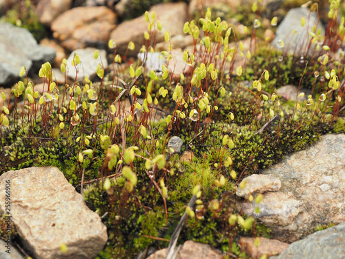 Moss and micro plants in the dew among the stones. macro. copy space. concept of living in spite of difficulties... photo