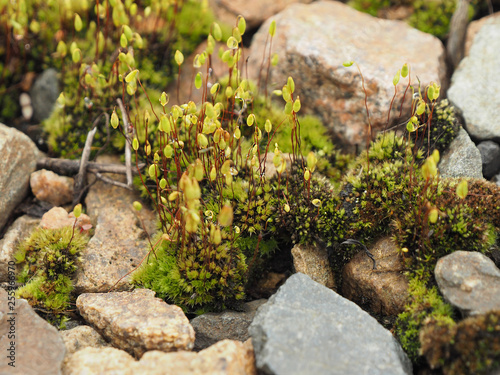 Moss and micro plants in the dew among the stones. macro. copy space. concept of living in spite of difficulties.. photo