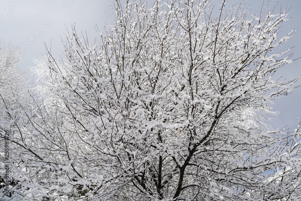 Snow covered trees and branches/ Winter postcard, selective focus Snow covered trees and branches/ Winter postcard, selective focus