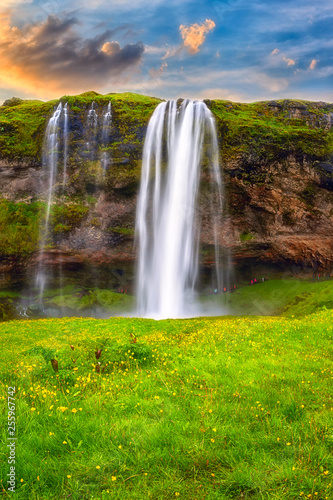 Seljalandsfoss waterfall in Iceland at sunset, amazing summer landscape with green flowering meadow and falling water from the cliff, travel background, popular tourist attraction, vertical image