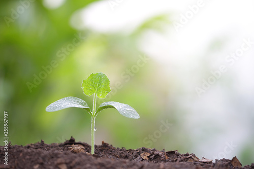 small tree sapling plant planting with dew