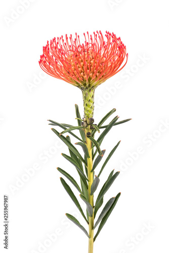 Leucospermum cordifolium photo