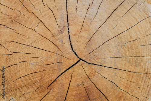 Background sawn wood. Sawn cracked timber showing annual rings