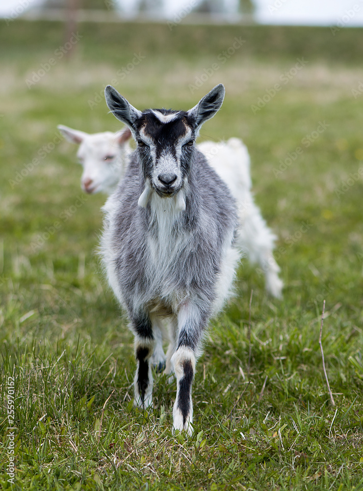 Cute white and brown goat portrait on pasture, countryside farming, beautiful hairy farm beast with bell Cute white and brown goat portrait on pasture, countryside farming, beautiful hairy farm beast with bell