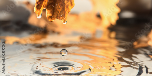 drops of water from the rain drip from the yellow leaf into the water