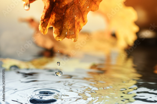 drops of water from the rain drip from the yellow leaf into the water