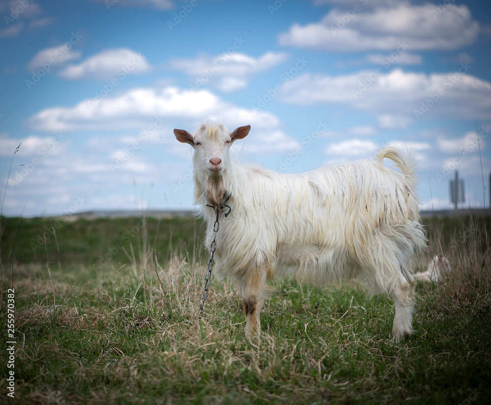 Cute white and brown goat portrait on pasture, countryside farming, beautiful hairy farm beast with bell Cute white and brown goat portrait on pasture, countryside farming, beautiful hairy farm beast with bell