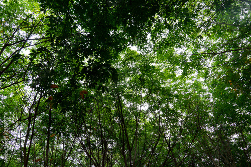 The view under the shadow of the green leaves and branch rubber plantation to the sky.