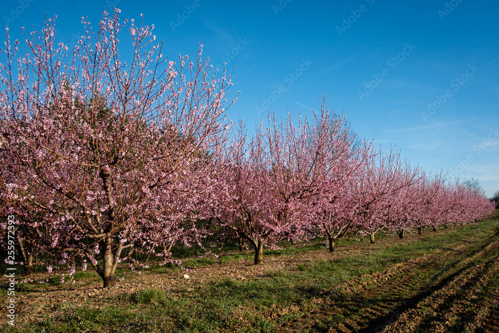 Champs de pêchers au printemps