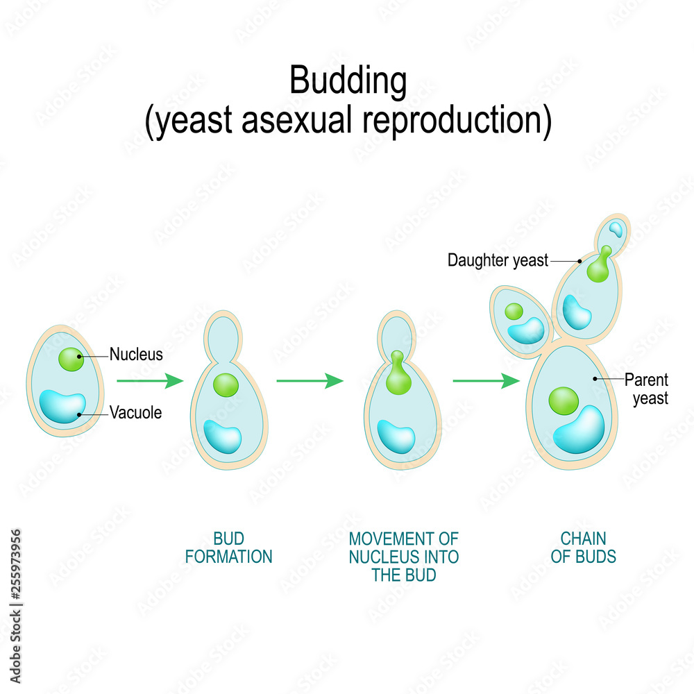 Budding. asexual reproduction of yeast cell. Stock Vector Adobe Stock