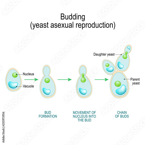 Budding. asexual reproduction of yeast cell.