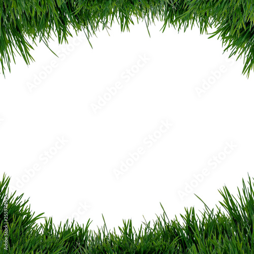 green grass isolated on white background