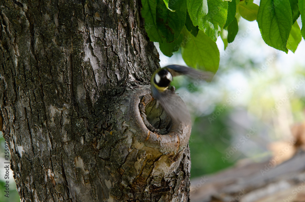 Fototapeta premium woodpecker on tree