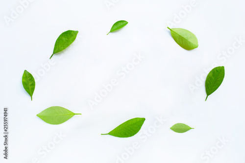 Frame made of green citrus fruit leaves on white background