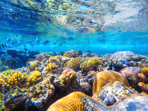 colorful coral reef and bright fish photo